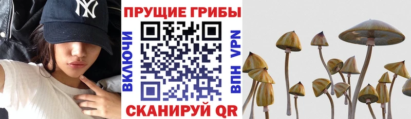 Псилоцибиновые грибы Magic Shrooms  купить наркоту  Ачинск 